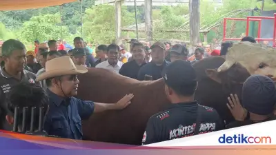 Muzani Buka Kontes Sapi di Wonosobo: Peternak Semringah Tanda Ekonomi Bergerak