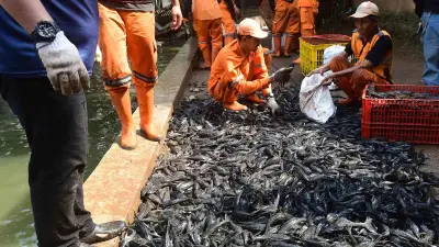 Operasi Besar-Besaran: 6,98 Ton Ikan Sapu-Sapu Ditangkap di Jakarta, Langsung Dimusnahkan