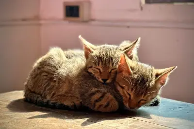 PAW Expo 2026 Kembali Digelar di Tangerang, Tampilkan 250+ Brand Hewan Peliharaan