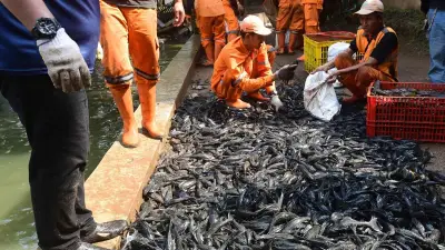 Pemprov DKI Jakarta Perketat Pengawasan Ikan Sapu-sapu dalam Produksi Makanan