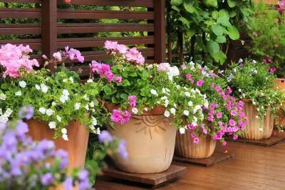 Pot Plastik vs Terakota: Pengaruh Wadah pada Kesehatan Tanaman