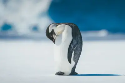 Setelah 124 Tahun, Penguin Kaisar Resmi Masuk Daftar Spesies Terancam Punah