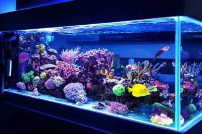 Tips Hemat Listrik dengan Memelihara Akuarium di Rumah