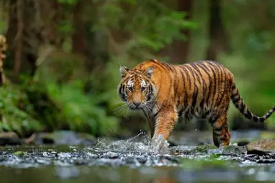 Video Viral Pengendara Motor Diterkam Harimau Hoaks Buatan AI