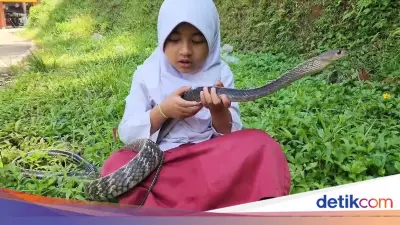 Viral Siswi SD di Cianjur Bawa Ular King Koros ke Sekolah dan Tempat Tidur