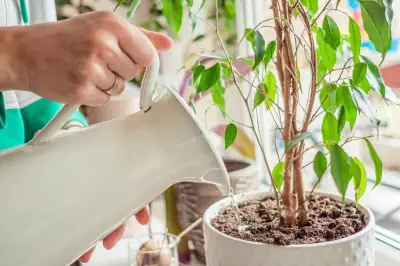 Waktu Terbaik Menyiram Tanaman: Rahasia Agar Tumbuh Optimal
