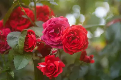 Waspada! Hama Pengganggu Mawar dan Solusi Alami untuk Mengatasinya