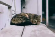 5 Alasan Ilmiah Kenapa Kucing Suka Tidur di Dekat Pemiliknya