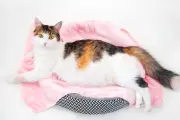 5 Bagian Tubuh Kucing Favorit yang Bikin Manja Saat Dielus