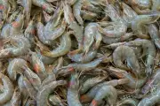 5 Cara Membersihkan Udang Agar Tidak Amis dari Chef Profesional