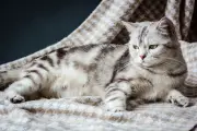 5 Tanda Kucing Akan Melahirkan: Perubahan Perilaku dan Fisik