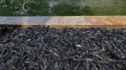 Bahaya Ikan Sapu-Sapu: Ancaman Logam Berat Turunkan Fungsi Otak