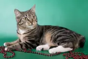 Benarkah Kucing Bisa Cemburu? Ini Penjelasan Ahli Perilaku Hewan
