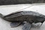 Bolehkah Makan Daging Ikan Sapu-Sapu? Chef Berikan Penjelasan Lengkap