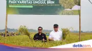 BRIN Panen Perdana Padi Unggul Hasil Mutasi Iradiasi Teknologi Nuklir di Subang