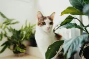 Cara Aman dan Manusiawi Mengusir Kucing Pengganggu dari Rumah