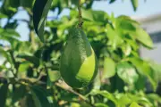 Cara Menanam Pohon Alpukat dari Biji di Rumah, Butuh Kesabaran 5-13 Tahun