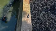 DKI Jakarta Perketat Pengawasan Produsen Makanan Pakai Ikan Sapu-Sapu