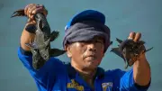 DKPKP DKI Ungkap Perbedaan Siomai Ikan Tenggiri dan Sapu-sapu