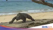 Dua Pria di Manggarai Timur Ditangkap Polisi Atas Dugaan Pencurian dan Penjualan Komodo