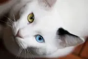 Fakta Genetika di Balik Kucing Bermata Dua Warna atau Heterochromia