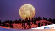 Fenomena Flower Moon di Mei 2026, Catat Waktu dan Tips Melihatnya