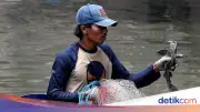 Ikan Sapu-sapu Diburu Massal di Jakarta untuk Selamatkan Ekosistem Sungai