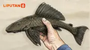 Ikan Sapu-Sapu Serbu Sungai Jakarta: Pemprov DKI Lakukan Pemusnahan dan Kubur