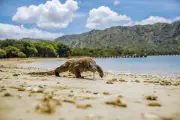 Kemenhut Rencanakan Penempatan Komodo di Kebun Binatang Jepang iZoo
