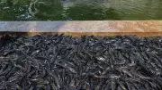 KKP Revisi Aturan untuk Kendalikan Populasi Ikan Sapu-Sapu yang Mengancam Ekosistem