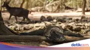 Komodo Dicuri dari NTT, Hendak Diselundupkan ke Thailand Lewat Surabaya