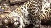 Kondisi Macan Tutul Terjebak Jerat Babi di Gunung Mas Bogor Kini Stabil di Taman Safari
