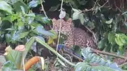 Macan Tutul Terjerat Perangkap Babi di Gunung Mas Bogor, Kronologi Lengkap