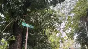 Makam Kucing di Senayan, Bukti Ketulusan Pecinta Hewan di Tengah Kota