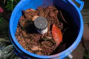 Manfaat Sisa Bahan Dapur untuk Kesuburan Tanaman