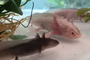 Misteri Regenerasi Axolotl Terungkap: Bagaimana Mereka Tumbuhkan Kaki dan Organ?