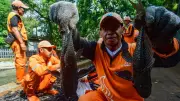 MUI Soroti Metode Pemusnahan Ikan Sapu-Sapu dengan Penguburan Hidup-Hidup