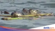 Ngeri! Buaya Serang Lansia di Sulbar Saat Hendak Beri Makan Kerbau