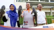 Operasi Gabungan Tangkap 41 Ikan Sapu-sapu di Kali Cideng Jakarta