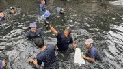 Operasi 'Perang' Ikan Sapu-sapu Dimulai, Tangkapan di Jakut Tembus 200 Kg