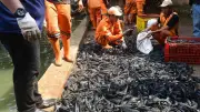 Operasi Sapu-Sapu di Setu Babakan: 3 Ton Ikan Terjaring dalam 3 Jam