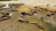 Pakar IPB Sarankan Tiga Strategi Terpadu untuk Atasi Ledakan Ikan Sapu-Sapu di Jakarta