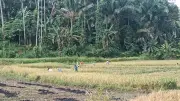 Pasaman Barat Tetapkan 7.275 Hektare Lahan Pertanian Berkelanjutan untuk Ketahanan Pangan