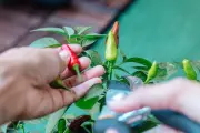 Pekarangan Rumah: Potensi Ekonomi Tersembunyi yang Dikelola Perempuan