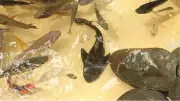 Pemkot Cirebon: Populasi Ikan Sapu-Sapu Terbatas, Belum Perlu Langkah Khusus