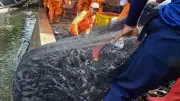 Pemkot Jakpus Basmi Ikan Sapu-Sapu dan Telurnya Setiap Jumat untuk Selamatkan Ekosistem Sungai