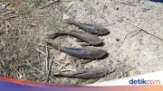 Pemkot Jaksel Gelar Operasi Penangkapan Ikan Sapu-sapu di Setu Babakan