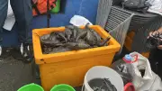 Pemkot Jaktim Musnahkan 763 Kg Ikan Sapu-Sapu yang Mengandung Logam Berat