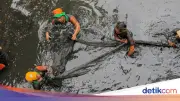 Pemprov DKI Basmi Ikan Sapu-sapu, Hampir 7 Ton Ditumpas dalam Sehari