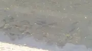 Pemprov DKI Gelar Operasi Tangkap Ikan Sapu-Sapu Serentak di 5 Wilayah Besok